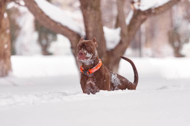 Kesik kulaklı güçlü kahverengi köpek pitbull 'u ve derin taze karda uyanık duruşu. Parlak turuncu yaka, çıplak ağaçlar ve yumuşak doğal ışıkla beyaz manzaraya zıtlık ekler. Kışın açık hava temaları, hayvan gücü, köpek yaşam tarzı kavramları için ideal..