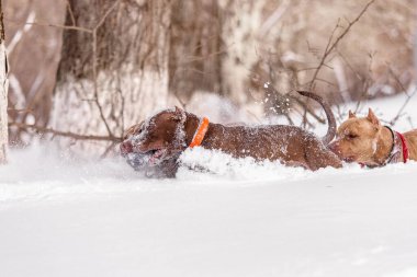 Ağaçların arasında koşan ve güreşen iki atletik pitbull köpeği. Açık hava kış antrenmanı sırasında yakalanan güçlü hareket ve yoğunluk..