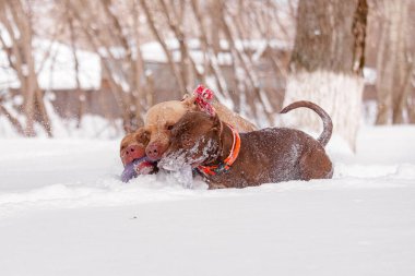 Turuncu ve kırmızı yakalı üç güçlü köpek kar altında çekiştirip duruyor. Yüzleri çaba ve odaklanmayı ifade eder. Soğuk hava ortamında takım çalışması, dayanıklılık ve hayvan arkadaşlığı konuları için ideal..