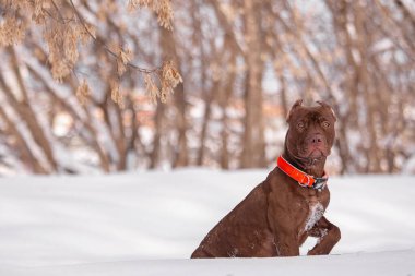 Kas rengi kahverengi pitbull, kuru ağaç dalları altında kar yığınlarının arasında güvenle oturur. Parlak turuncu yaka, sessiz kış tonlarıyla çelişiyor. Açık havada hayvan portresi, dayanıklılık ve mevsimlik evcil hayvan betimlemesi için ideal..