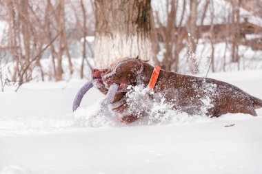 Kesik kulaklı ve turuncu yakalı iki güçlü köpek pitbull 'u, derin beyaz karlar içinde mor renkli oyuncaklarla birlikte oynuyorlar. Kar taneleri, odaklanma ve kararlılıkla güreşirken etrafta uçar. Güç ve güç temaları için mükemmel.