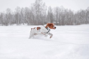 Brittany Spaniel yoğun kar, hareket bulanıklığı ve kürk, yoğun kış enerjisi içinde zıplar. Kahverengi ve beyaz Brittany Spaniel köpeği, hareketli ve ifade dolu açık arazide, taze derin karda enerjik bir şekilde zıplar..
