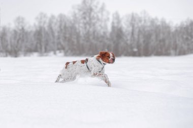 Brittany Spaniel taze kar tarlasında koşuyor, kulakları uçuşan, odaklanmış bakışlar, saf beyaz arka plan. Enerjik Brittany Spaniel köpeği açık kış manzarasında derin beyaz karda hızla koşuyor, odaklanmış ve tetikte, dinamik hareket.