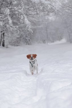 Brittany Spaniel, buzlu ağaçlar tarafından çerçevelenmiş karlı patika boyunca kameraya doğru koşar. Beyaz ve kahverengi Brittany Spaniel köpeği ormanın derinliklerinde kar yolunda koşar, kulakları kalkar, neşeli ifade, bulutlu kış günü..