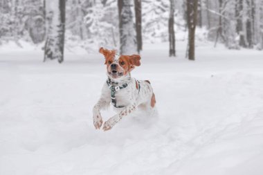 Brittany Spaniel orman karının içinden atlar, kulakları yukarı, neşeli kış hareketi, net hareket vuruşu. Canlı, uçan kulaklı Brittany Spaniel köpeği ormanın derinliklerinde kar ile zıplar, odaklanmış ifade ve beyaz arka planla yakalanır..