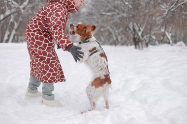 Koyu karda Brittany Spaniel ile oynayan desenli ceketli bir çocuk. Kış sahnesinde uzun kırmızı zürafa desenli bir ceket giyen bir kız, kar kaplı parkta arka ayakları üzerinde duran aktif bir av köpeğiyle neşeyle oynuyor..