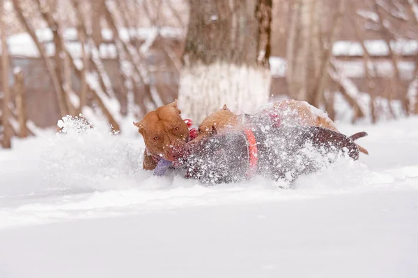 Derin karın ortasında mor ip oyuncağıyla çekiştirmece oynayan iki kaslı köpeğe yakın çekim. Uçan karlı ve anlamlı yüzlü enerjik bir hareket. Hayvan aktivitesi, güç ve neşeli kış sahneleri için uygundur..