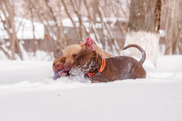 Turuncu ve kırmızı yakalı üç güçlü köpek kar altında çekiştirip duruyor. Yüzleri çaba ve odaklanmayı ifade eder. Soğuk hava ortamında takım çalışması, dayanıklılık ve hayvan arkadaşlığı konuları için ideal..