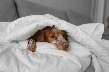 Brown white dog head visible under thick white duvet couch setup. Eyes open, muzzle resting. Scene illustrates indoor cold season living, heating usage, warmth retention during winter period.
