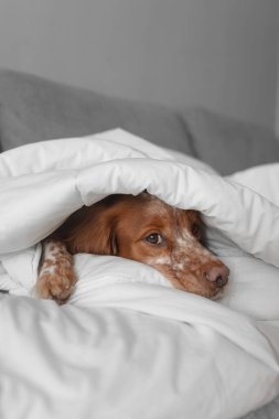 Kalın beyaz yorgan çerçeveli kahverengi beyaz köpek yüzü. Uyanık bakışlar, pati görünür, tarafsız arka plan. Görüntü konut ısıtma talebini bağlıyor, kış soğuğuna maruz kalma, kapalı alanda sıcaklığı koruma.