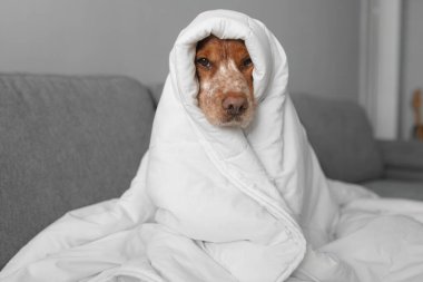 Kahverengi beyaz köpek, beyaz yorgan kapüşonlu koltukta oturuyor. Dik duruş, doğrudan bakış, yumuşak iç ışık, tarafsız iç mekan. Görüntü, kış ısıtma mevsimini, soğuk yerleşim koşullarını, ev sıcaklığını korumayı yansıtıyor..