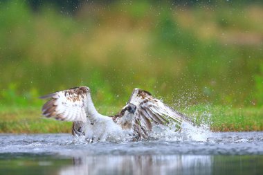 İskoçya 'nın Cairngorms Ulusal Parkı' ndaki bir gölde ya da nehirde alabalık avlayan bir balık (Pandion haliaetus). Arka planda yemyeşil bir orman görünüyor..