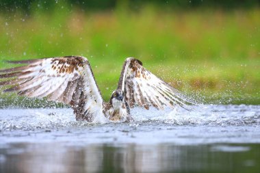 İskoçya 'nın Cairngorms Ulusal Parkı' ndaki bir gölde ya da nehirde alabalık avlayan bir balık (Pandion haliaetus). Arka planda yemyeşil bir orman görünüyor..