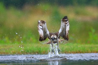 İskoçya 'nın Cairngorms Ulusal Parkı' ndaki bir gölde ya da nehirde alabalık avlayan bir balık (Pandion haliaetus). Arka planda yemyeşil bir orman görünüyor..