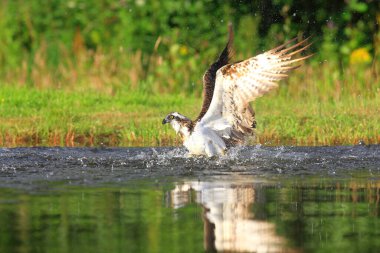 İskoçya 'nın Cairngorms Ulusal Parkı' ndaki bir gölde ya da nehirde alabalık avlayan bir balık (Pandion haliaetus). Arka planda yemyeşil bir orman görünüyor..