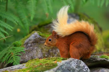 Ardilla roja (Sciurus vulgaris) en un bosque de coniferas, entre la veacion helechos troncos... esta buscando comida, saltando y corriendo entre los troncos, en parque nacional de los Cairngorms, Escocia.
