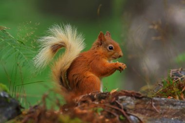Ardilla roja (Sciurus vulgaris) en un bosque de coniferas, entre la veacion helechos troncos... esta buscando comida, saltando y corriendo entre los troncos, en parque nacional de los Cairngorms, Escocia.