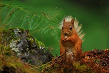 Ardilla roja (Sciurus vulgaris) en un bosque de coniferas, entre la veacion helechos troncos... esta buscando comida, saltando y corriendo entre los troncos, en parque nacional de los Cairngorms, Escocia.