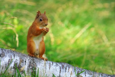 Ardilla roja (Sciurus vulgaris) en un bosque de coniferas, entre la veacion helechos troncos... esta buscando comida, saltando y corriendo entre los troncos, en parque nacional de los Cairngorms, Escocia.