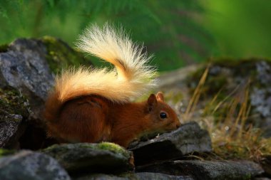 Ardilla roja (Sciurus vulgaris) en un bosque de coniferas, entre la veacion helechos troncos... esta buscando comida, saltando y corriendo entre los troncos, en parque nacional de los Cairngorms, Escocia.