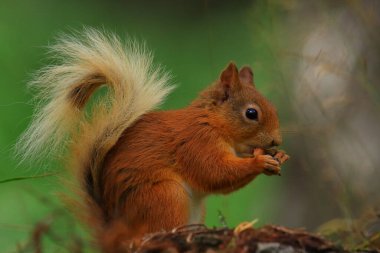 Ardilla roja (Sciurus vulgaris) en un bosque de coniferas, entre la veacion helechos troncos... esta buscando comida, saltando y corriendo entre los troncos, en parque nacional de los Cairngorms, Escocia.