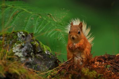 Ardilla roja (Sciurus vulgaris) en un bosque de coniferas, entre la veacion helechos troncos... esta buscando comida, saltando y corriendo entre los troncos, en parque nacional de los Cairngorms, Escocia.