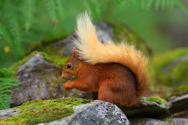 Ardilla roja (Sciurus vulgaris) en un bosque de coniferas, entre la veacion helechos troncos... esta buscando comida, saltando y corriendo entre los troncos, en parque nacional de los Cairngorms, Escocia.