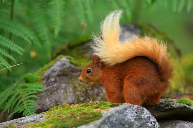 Ardilla roja (Sciurus vulgaris) en un bosque de coniferas, entre la veacion helechos troncos... esta buscando comida, saltando y corriendo entre los troncos, en parque nacional de los Cairngorms, Escocia.