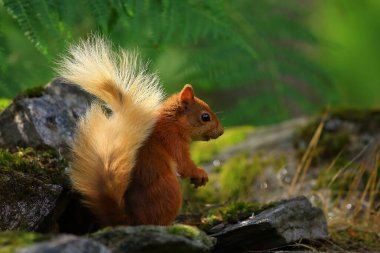 Ardilla roja (Sciurus vulgaris) en un bosque de coniferas, entre la veacion helechos troncos... esta buscando comida, saltando y corriendo entre los troncos, en parque nacional de los Cairngorms, Escocia.