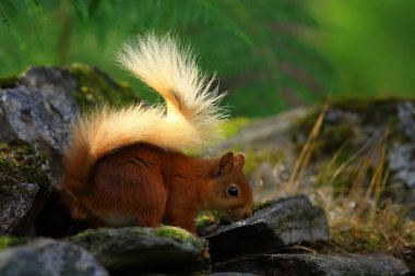 Ardilla roja (Sciurus vulgaris) en un bosque de coniferas, entre la veacion helechos troncos... esta buscando comida, saltando y corriendo entre los troncos, en parque nacional de los Cairngorms, Escocia.