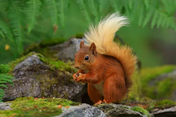 Ardilla roja (Sciurus vulgaris) en un bosque de coniferas, entre la veacion helechos troncos... esta buscando comida, saltando y corriendo entre los troncos, en parque nacional de los Cairngorms, Escocia.