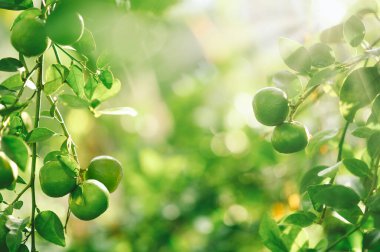 Bahçedeki yeşil limon ağacı gün ışığıyla.