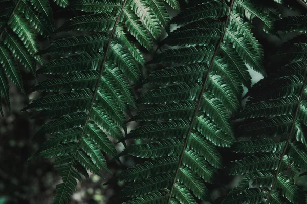 抽象的な緑の葉の質感自然背景熱帯の葉 — ストック写真