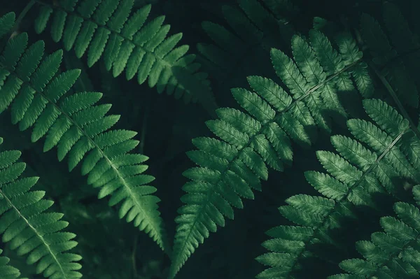 Abstract Green Leaf Texture Nature Background Tropical Leaf — Stock Photo, Image