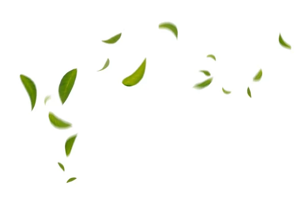 Green Floating Leaves Flying Leaves Green Leaf Dancing Air Purifier — Stock Photo, Image