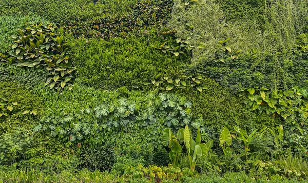 Naturalne Zielone Tapety Tło Ściana Natury — Zdjęcie stockowe