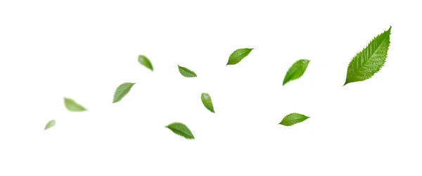 Πράσινα Επιπλέοντα Φύλλα Καθαριστικό Αέρα Ατμόσφαιρα Απλή Κύρια Εικόνα — Φωτογραφία Αρχείου