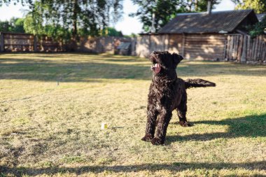 Bouvier Flanders 'ın köpeği bahçede şakacı bir şekilde yürüyor.