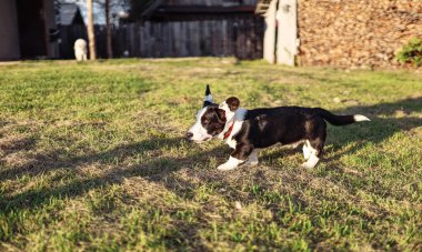 Pembroke corgi sosislisinin kulaklarını, kulak köreltme tedavisini,.