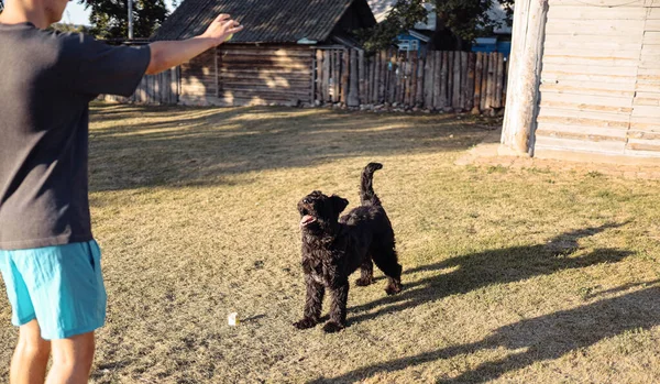 Bouvier Flanders Hond Loopt Speels Buiten Tuin — Stockfoto