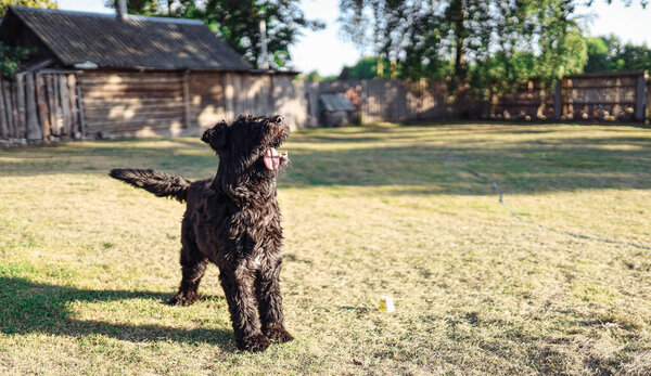 Bouvier Flanders dog playfully walks outdoors in the yard