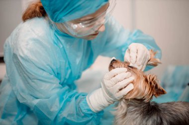 Yorkshire teriyer köpeği veteriner kliniğinde, doktor köpek gözlerine bakar..