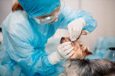 Yorkshire teriyer köpeği veteriner kliniğinde, doktor köpek gözlerine bakar..