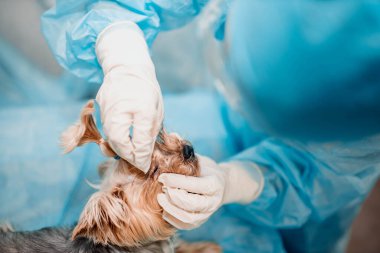 Yorkshire teriyer köpeği veteriner kliniğinde, doktor köpek gözlerine bakar..