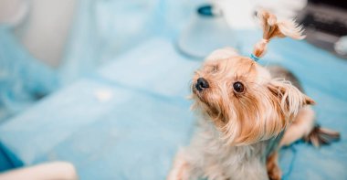 Yorkshire Terrier köpeği veteriner kliniğinde oturuyor..