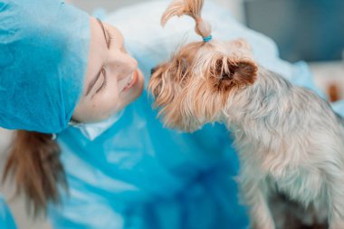 Yorkshire Terrier köpeği ve veteriner kliniğindeki genç bayan veteriner..