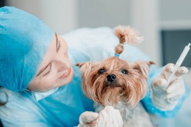 Yorkshire Terrier köpeği ve veteriner kliniğindeki genç bayan veteriner..