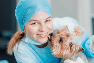 Yorkshire Terrier köpeği ve veteriner kliniğindeki genç bayan veteriner..