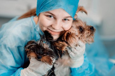 Veteriner kliniğinde iki Yorkshire teriyeri köpeği olan bir kadın veteriner..