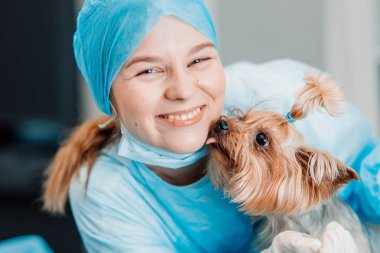 Yorkshire Terrier köpeği ve veteriner kliniğindeki genç bayan veteriner..